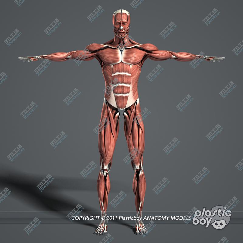 images/goods_img/20210113/Male Anatomy Pack Complete (Textured)/5.jpg